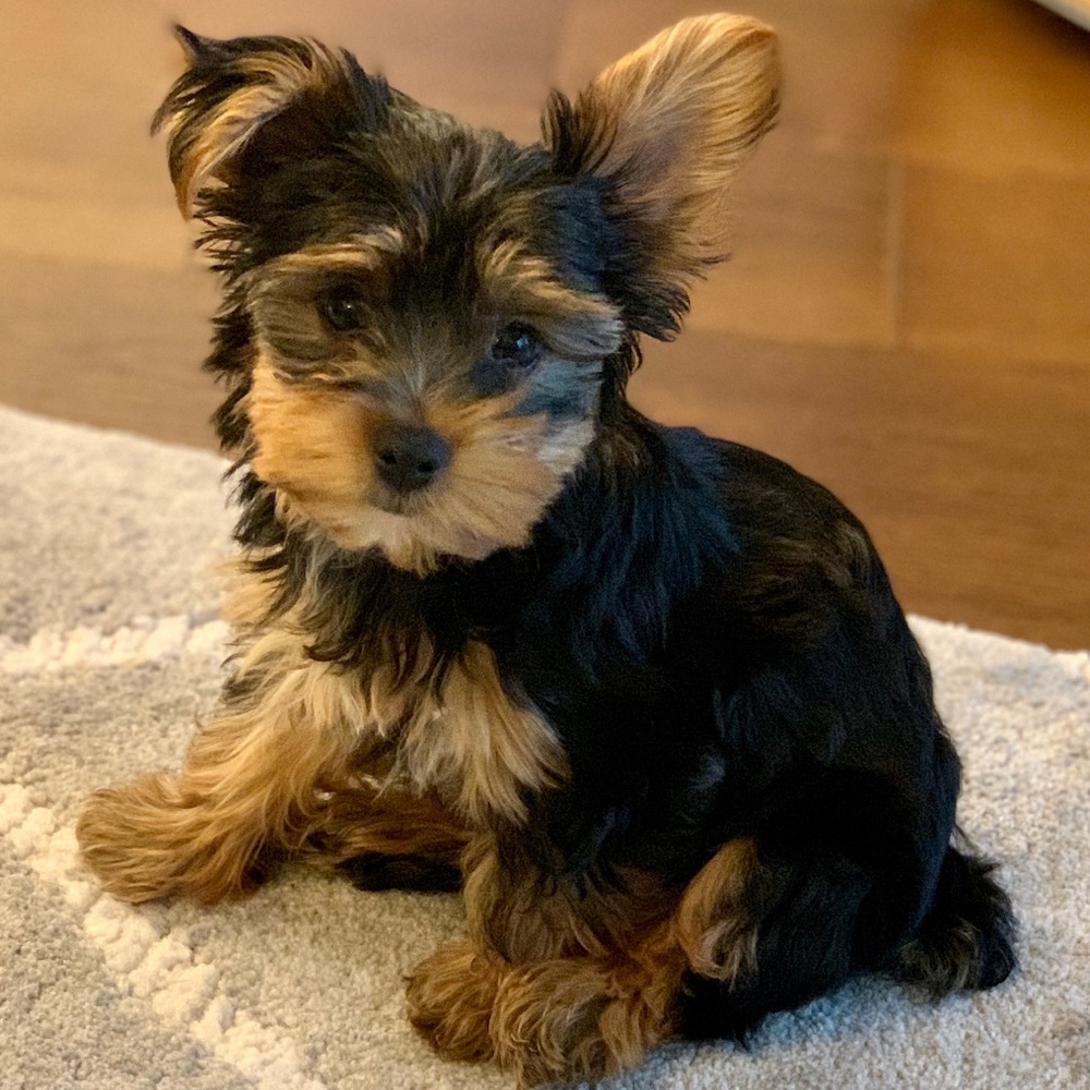 Meet your Posher, Norma